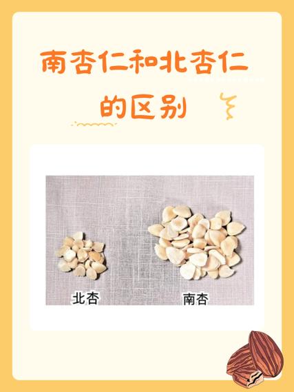 杏仁和北杏仁有什么不同