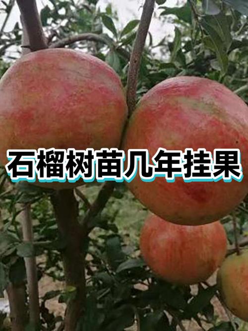 石榴树的品种有哪些