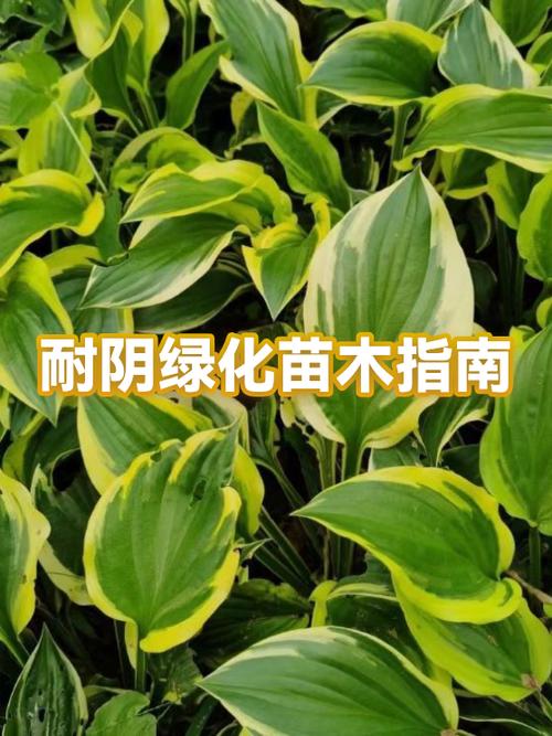 耐阴植物室外植物有哪些