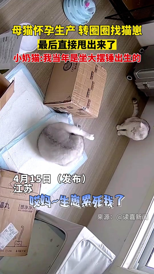 猫咪一直转圈圈要警惕