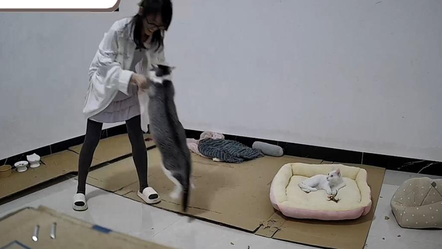 猫咪一直转圈圈要警惕截图3