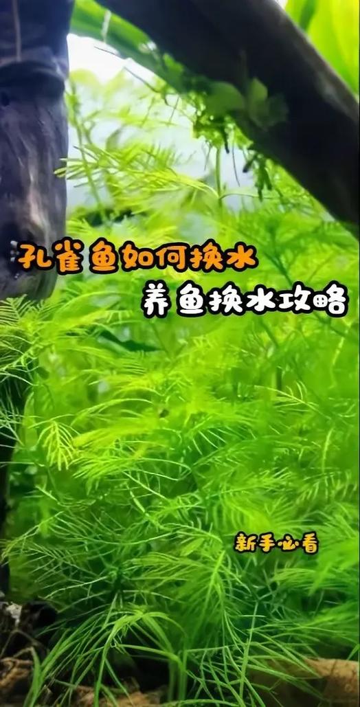 鱼缸养鱼可以不换水吗截图1