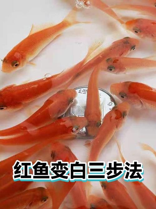 红鱼怎么变白了图标
