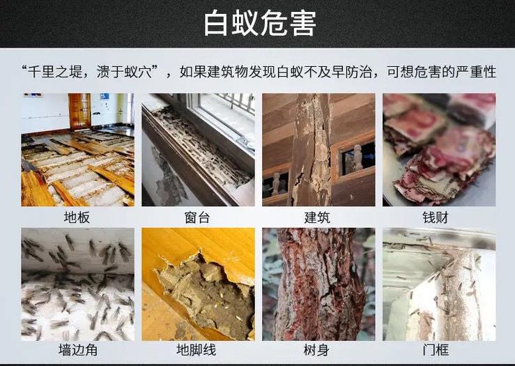 白蚁的危害
