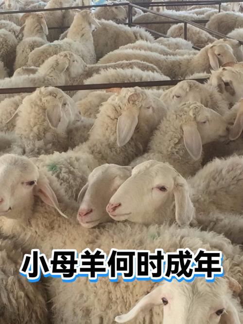查询还有多久成年