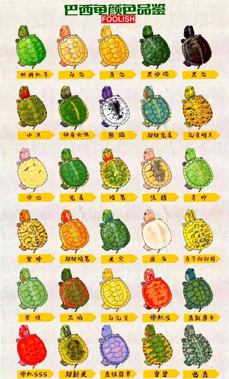乌龟的6个幸运数字