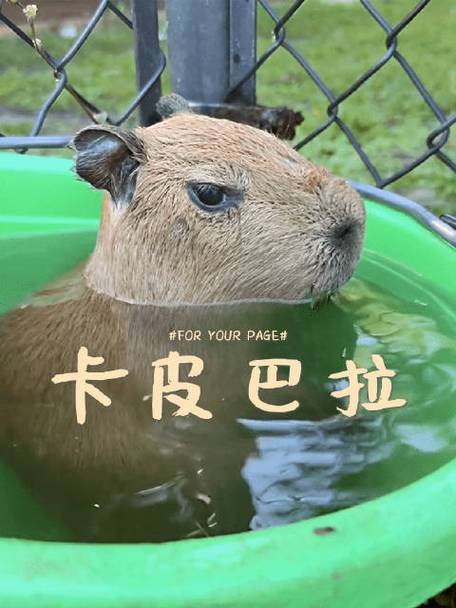 奶奶给孙女买了卡皮巴拉