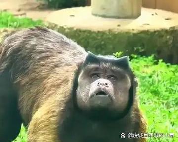 蜘蛛猴的智商有多高