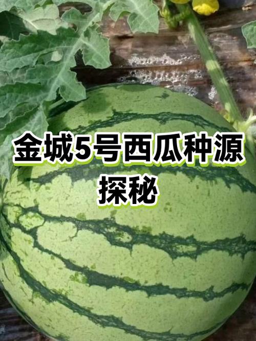 怎么介绍西瓜截图1