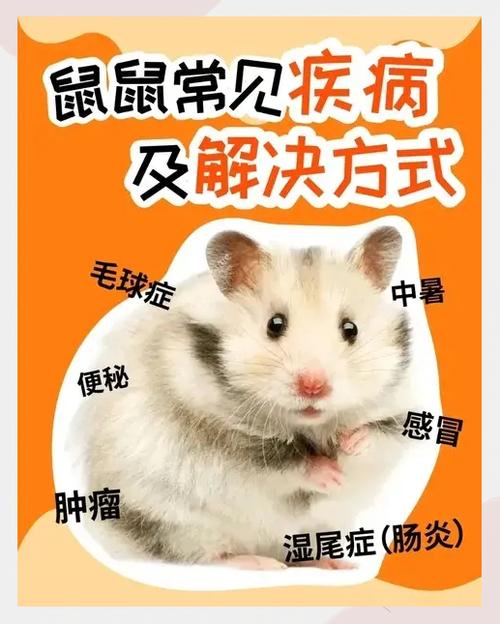 仓鼠死了会传染给其他仓鼠吗