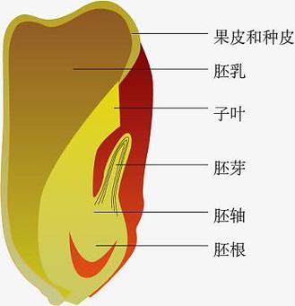 种子的基本结构