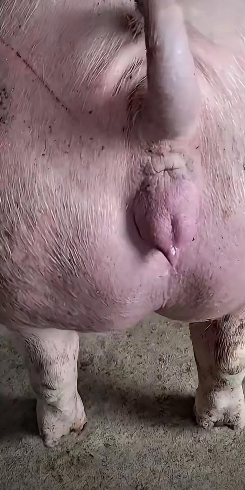 大长和长大母猪图片截图2