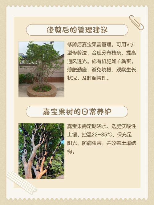 嘉宝果树修剪方法