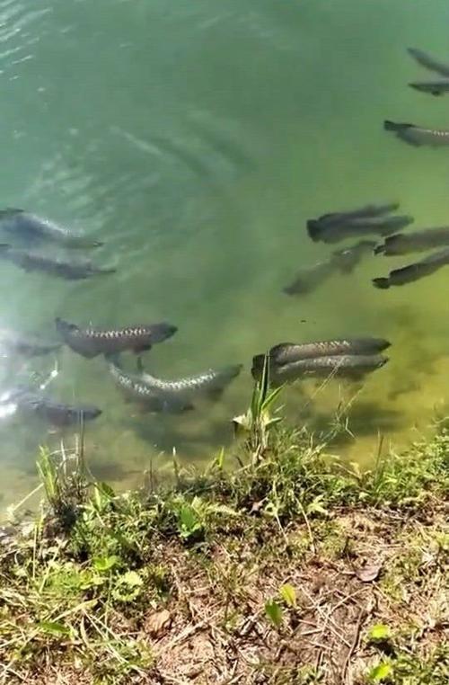 龙鱼浮在水面角落不动截图2