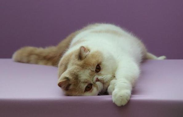 猫咪吐白色泡沫