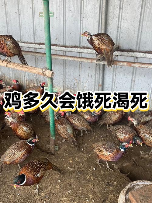 鸡5天不吃会饿死吗
