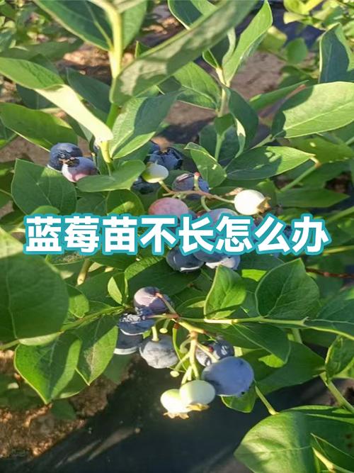 蓝莓搜书-一个小说搜索