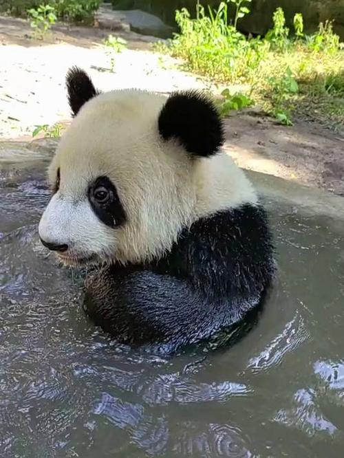 熊猫视频. 熊猫视频.