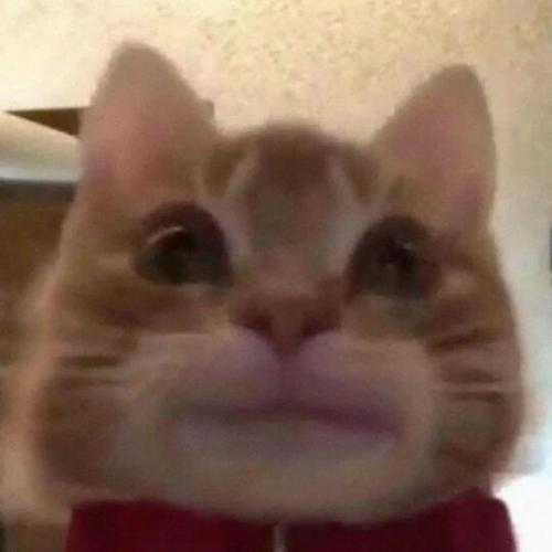 很火的那个猫的表情包截图1