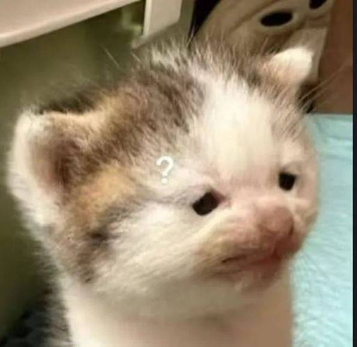 很火的那个猫的表情包截图3