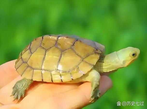 做梦梦见乌龟好不好