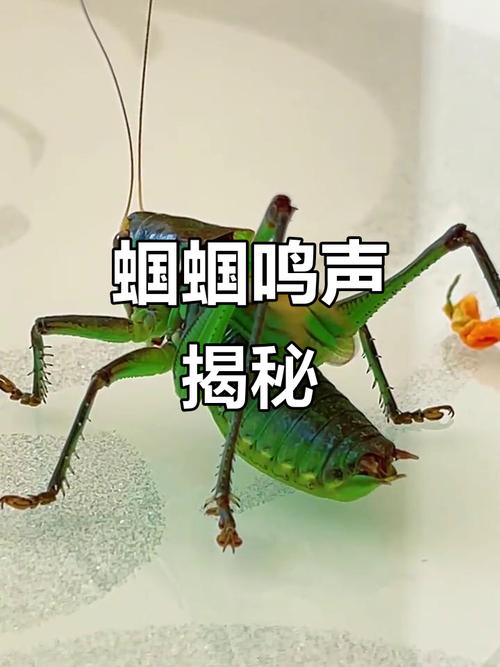 蝈蝈一直叫要警惕截图1