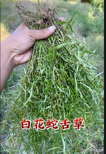 蛇舌草的作用和功能主治