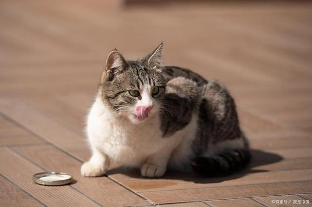 猫叫声音驱赶老鼠播放循环