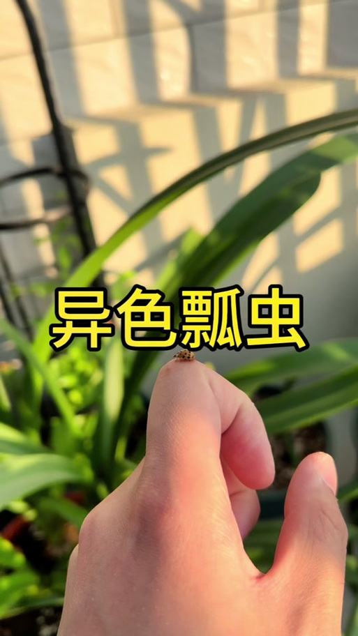 鞘翅怎么飞行