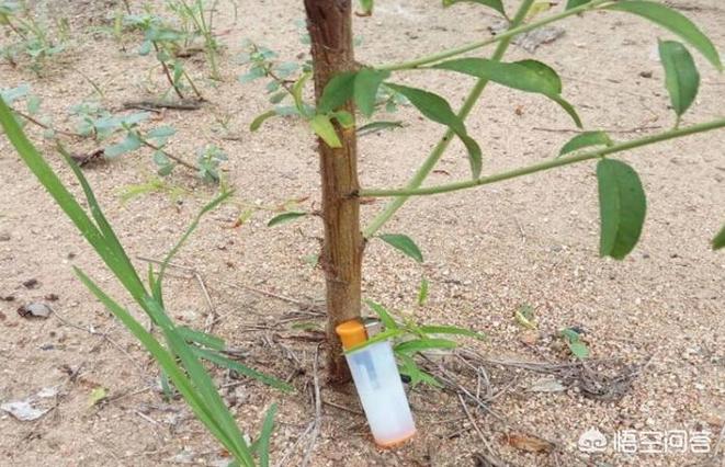 cutehoney桃子移植下载