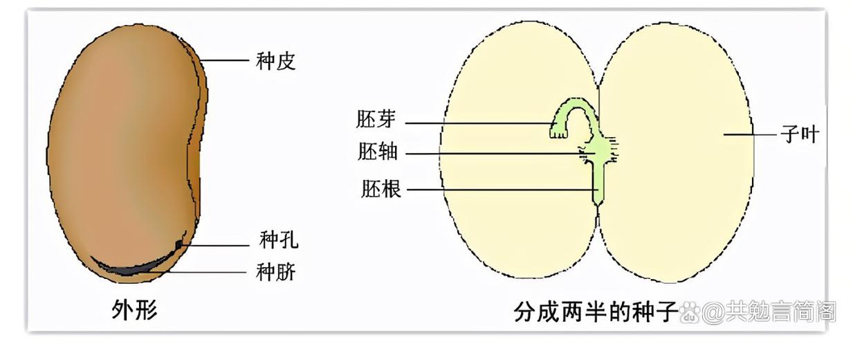 种子结构包括