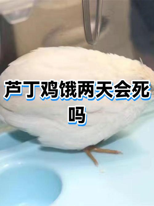 饿了六七天的鸡会死吗