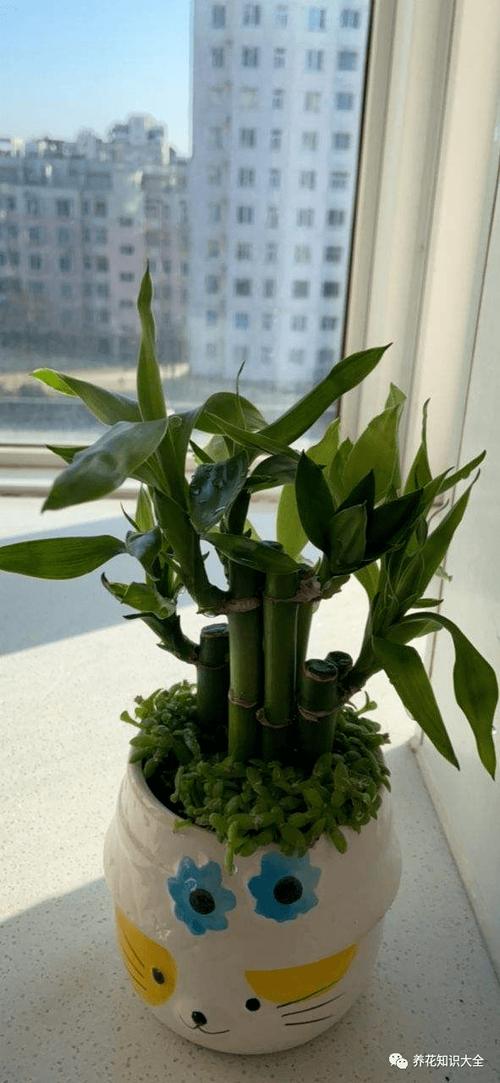 富贵竹寿命 富贵竹寿命