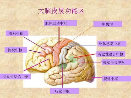 脑炎是怎么引起的