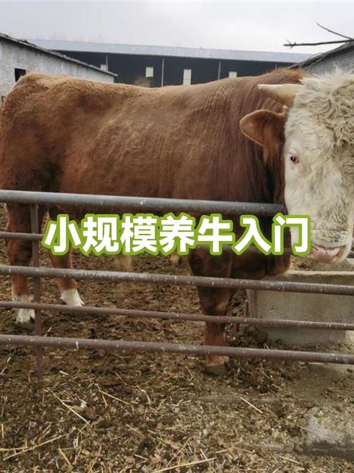 为什么中国不大量养牛