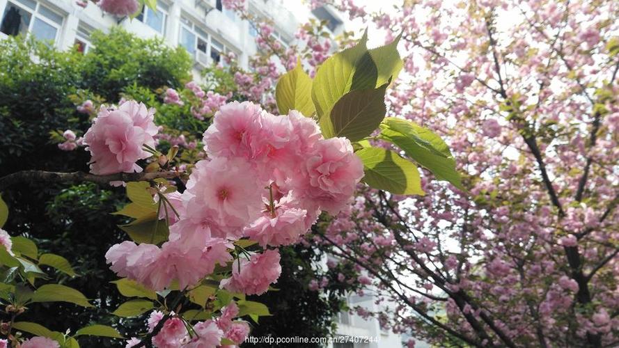 花校园樱花校园下载
