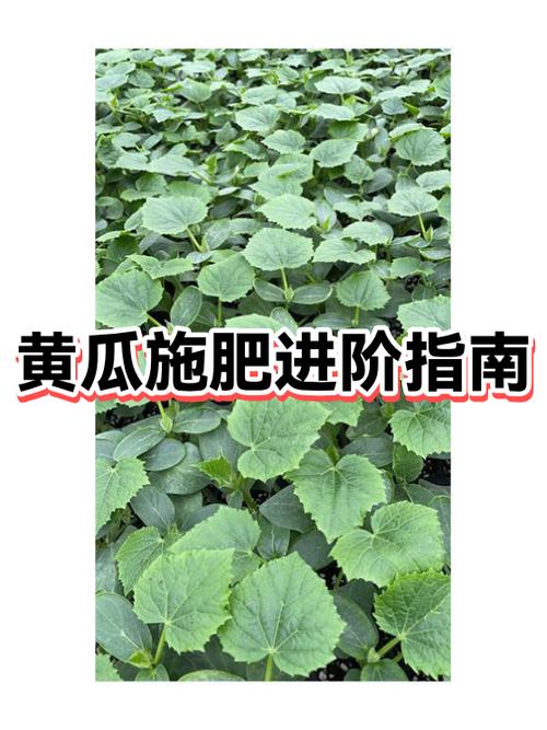 植物大战僵尸2中植物如何进阶