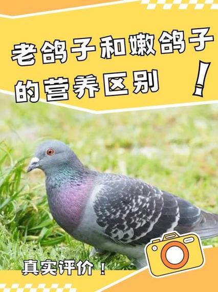 新鸽子和老鸽子的区别