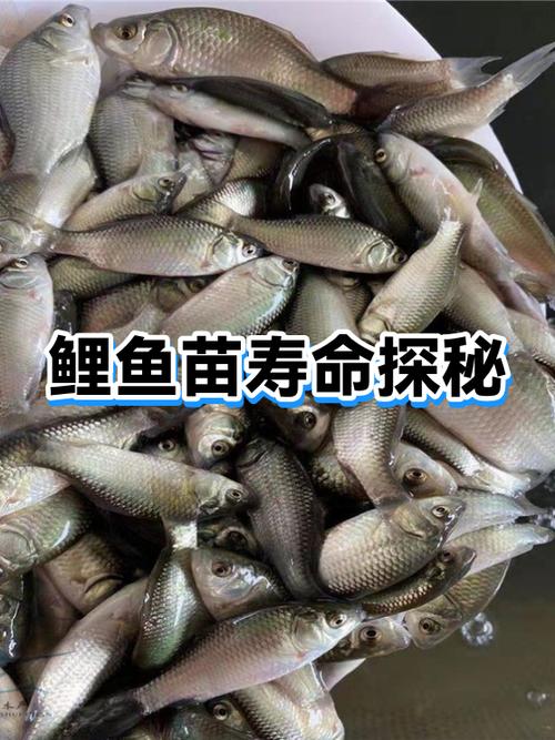 野生鲤鱼可以活多少年