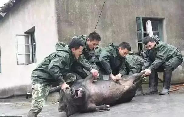 杀猪经典语录