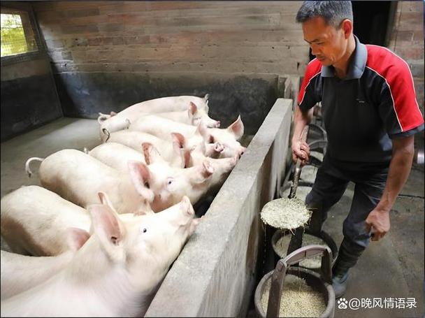 杀猪经典语录截图3