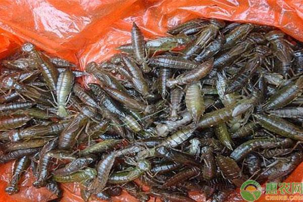 虾巴虫多少钱一斤 虾巴虫多少钱一斤