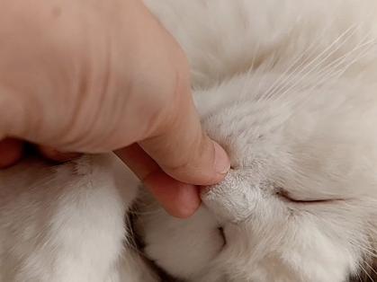 猫可以憋气几分钟