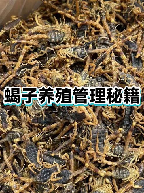 养100只蝎子一年的利润截图2