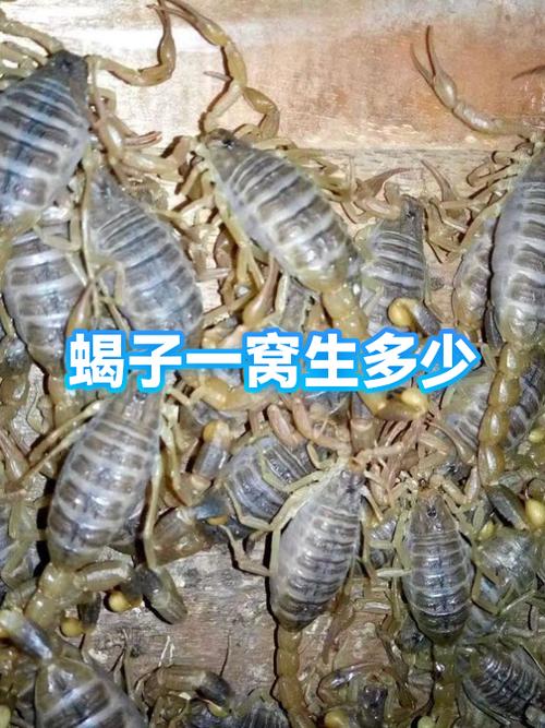 养100只蝎子一年的利润截图3