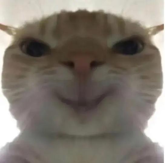 猫咪沙雕图表情包截图2