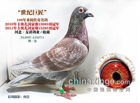一个奇鸽官网