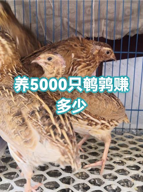 养5000只鹌鹑一年利润