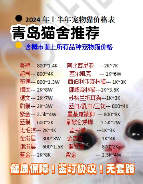 在哪买猫比较靠谱
