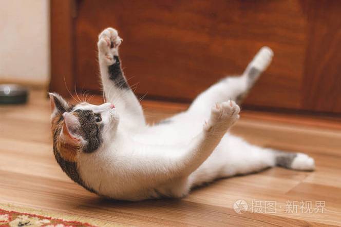 翻滚小猫